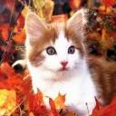 Gatitos 2